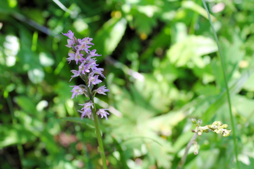 ibrido fra D. fucsii e Pseudorchis albida